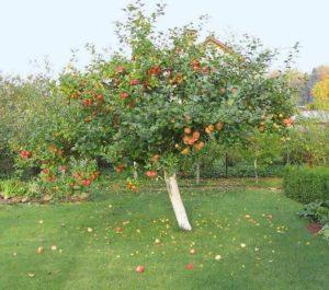 Pommier Welsey : caractéristiques de la variété et entretien