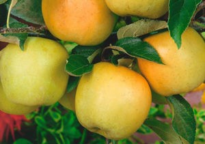 Pommier Grushovka : caractéristiques de la variété et entretien