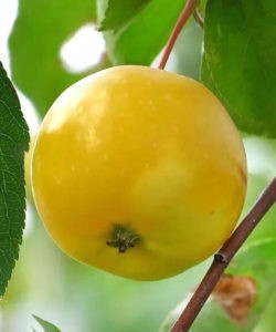 Pommier d'or chinois : caractéristiques et entretien des différentes variétés