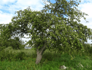 Pommier White Naliv : caractéristiques de la variété et entretien