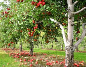 Pommier Melba : caractéristiques de la variété et entretien