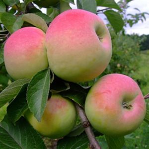 Pommier Imrus : caractéristiques de la variété et entretien