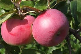 Pommier Antey : caractéristiques de la variété et entretien