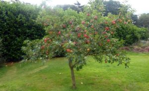 Pommier Idared : Variété et conseils d’entretien