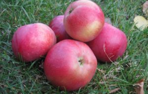 Pommier doux biélorusse : variété et conseils d’entretien