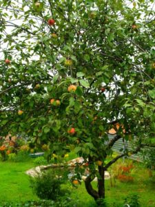 Pommier Grushovka : caractéristiques de la variété et entretien