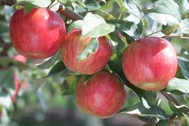 Pommier à safran : caractéristiques de la variété et entretien