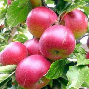 Pommier Zvezdochka : caractéristiques de la variété et entretien