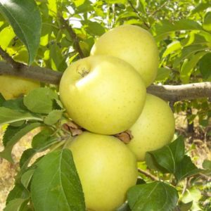 Pommier Antonovka : caractéristiques de la variété et entretien