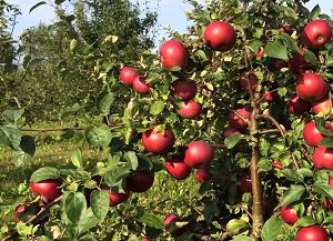 Pommier doux biélorusse : variété et conseils d’entretien