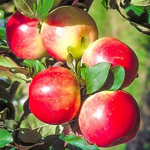 Pommier Ranetka : caractéristiques de la variété et entretien