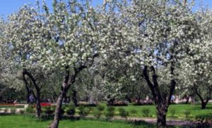 Pommier Rozhdestvenskoye : caractéristiques de la variété et entretien