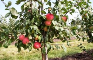 Pommier à safran : caractéristiques de la variété et entretien