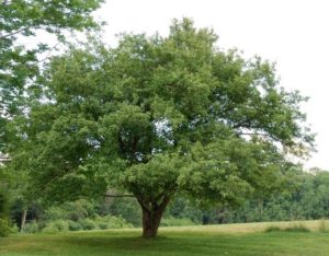 Pommier Antonovka : caractéristiques de la variété et entretien