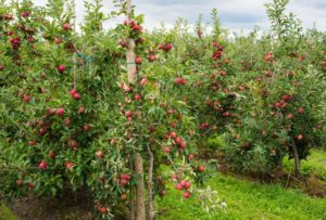 Pommier Spartan : caractéristiques de la variété et entretien