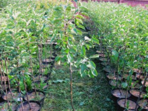 Pommier Imrus : caractéristiques de la variété et entretien