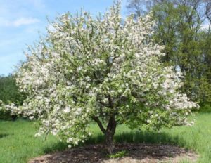 Pommier Ranetka : caractéristiques de la variété et entretien