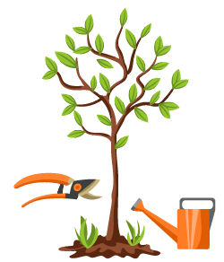 Pommier Sokolovskoye : caractéristiques de la variété et entretien