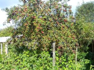 Pommier Silver Hoof : Variété, caractéristiques et entretien