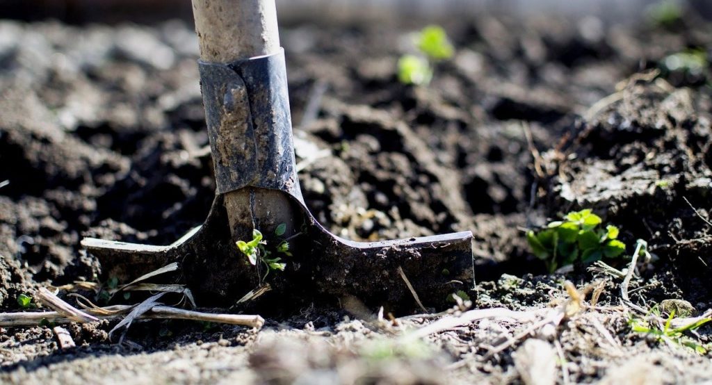 Règles et subtilités de la plantation de pommiers à système racinaire fermé