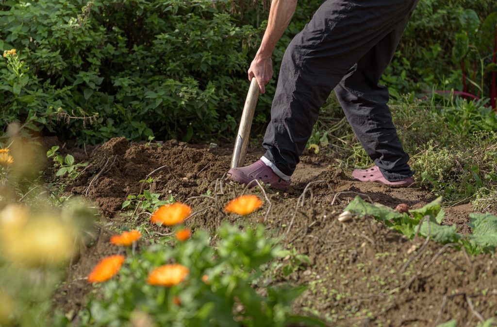 Règles et subtilités de la plantation de pommiers à système racinaire fermé