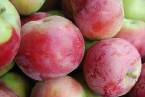 Pommier Mackintosh : Variété et conseils d’entretien