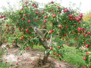 Pommier Mackintosh : Variété et conseils d’entretien