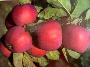 Pommier Tsyganka : caractéristiques de la variété et entretien