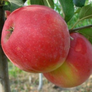 Pommier Honeycrisp : caractéristiques de la variété et entretien