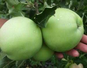 Pommier Champagne : caractéristiques de la variété et entretien