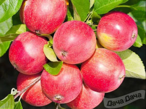 Pommier Solntsedar : caractéristiques de la variété et entretien