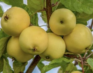 Pommier Yunga : caractéristiques de la variété et entretien