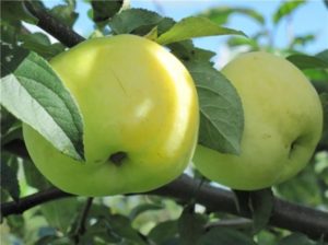 Pommier Snowy Calville : Variété, caractéristiques et entretien