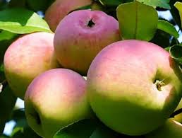 Pommier vétéran : caractéristiques de la variété et entretien