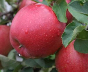 Pommier Pinova : caractéristiques de la variété et entretien