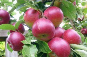 Légende du pommier : caractéristiques de la variété et entretien