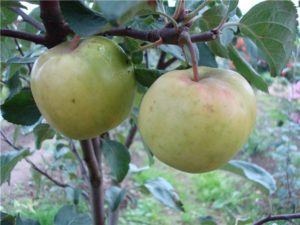 Pommier Champagne : caractéristiques de la variété et entretien