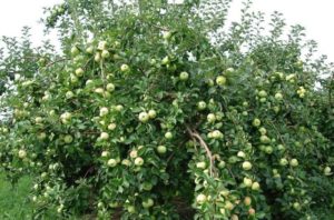 Pommier Yunga : caractéristiques de la variété et entretien
