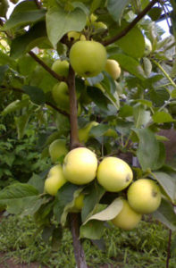 Pommier Snowy Calville : Variété, caractéristiques et entretien