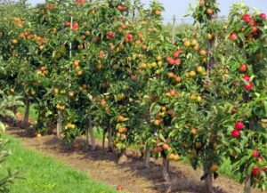 Pommier Krasa Sverdlovsk : caractéristiques de la variété et entretien