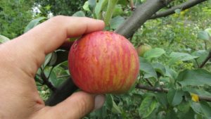 Pommier Titovka : caractéristiques de la variété et entretien