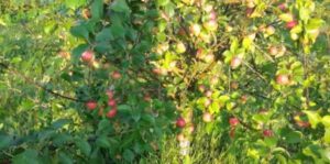 Pommier Elena : caractéristiques de la variété et entretien