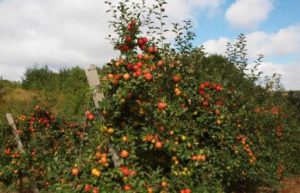 Pommier Honeycrisp : caractéristiques de la variété et entretien