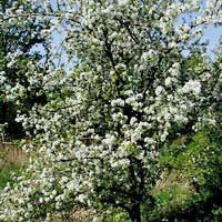 Pommier vétéran : caractéristiques de la variété et entretien