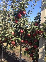 Pommier Pinova : caractéristiques de la variété et entretien
