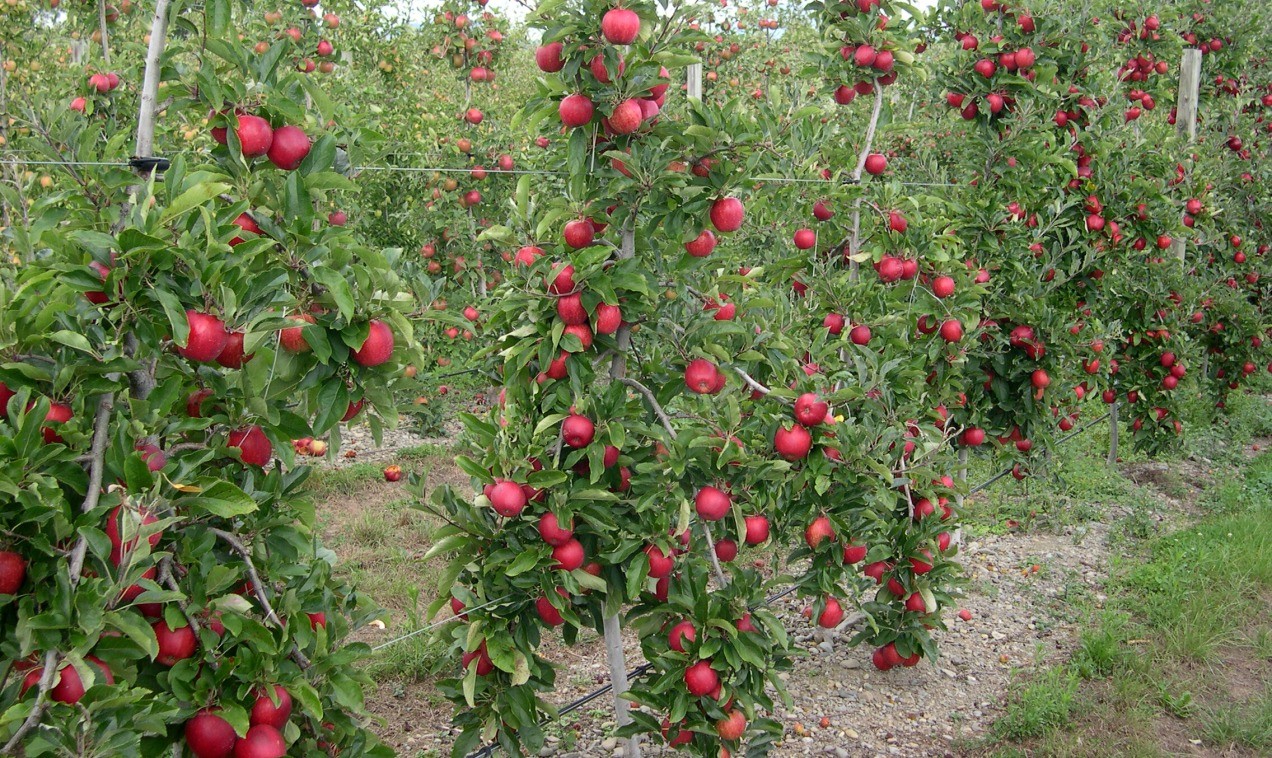 Pommier colonnaire : conseils de plantation