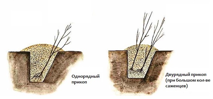 Comment conserver les jeunes plants achetés à l'automne jusqu'à la plantation printanière : stockage à l'intérieur et à l'extérieur