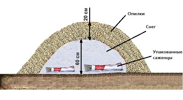 Comment conserver les jeunes plants achetés à l'automne jusqu'à la plantation printanière : stockage à l'intérieur et à l'extérieur