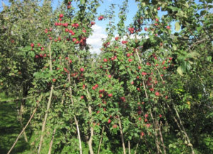 Pommier Alesya : caractéristiques de la variété et entretien
