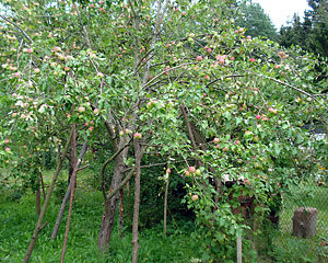 Pommier « Yablochny Spas » : caractéristiques de la variété et entretien